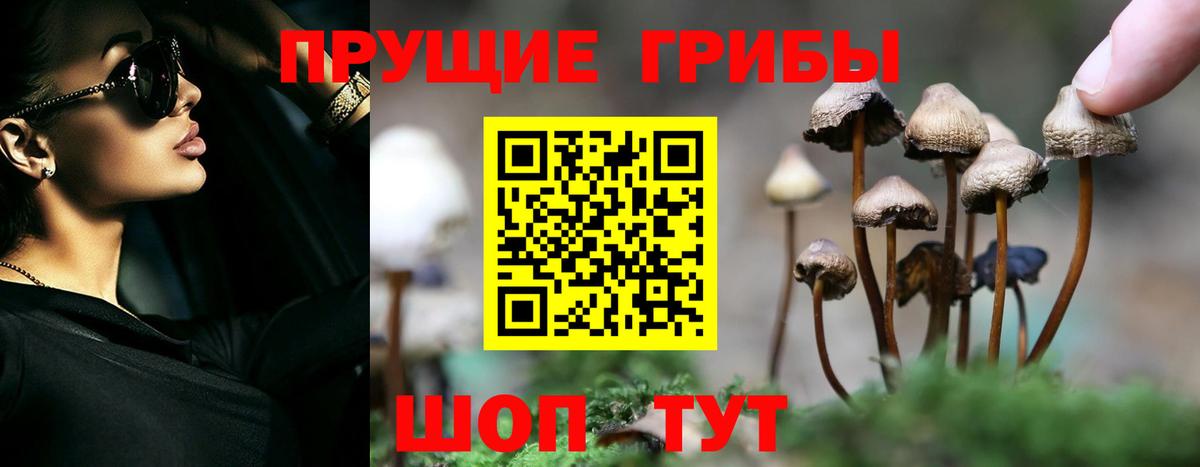 Псилоцибиновые грибы MAGIC MUSHROOMS  Вход с VPN  Зерноград  Галлюциногенные грибы Cubensis 